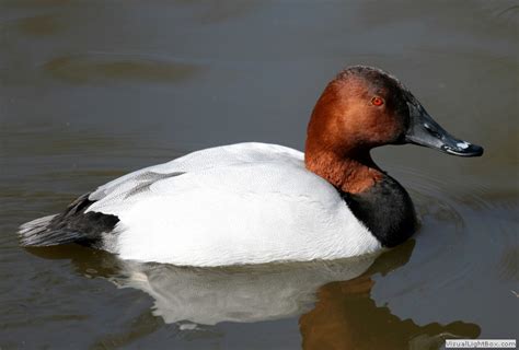 Common Pochard Duck Wildfowl Photography