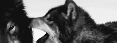 Hunt Werewolves Tumbex