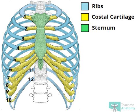 Human Anatomy Rib Cage Muscles Intercostal Muscles Anatomy Stock