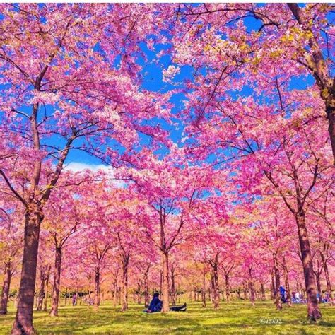 Beautiful Blue Cherry Blossom Flower 2812292 610×610