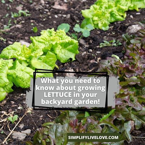 Growing Lettuce From Seed Is Easy With These Tips Simplify Live Love