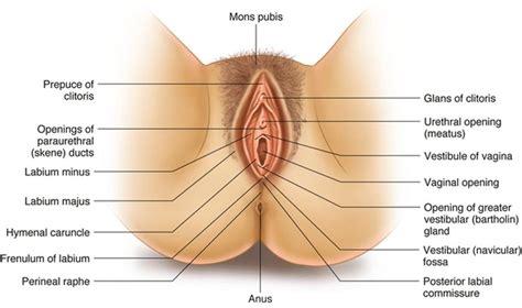 Anatomy Of Sex Orgasm