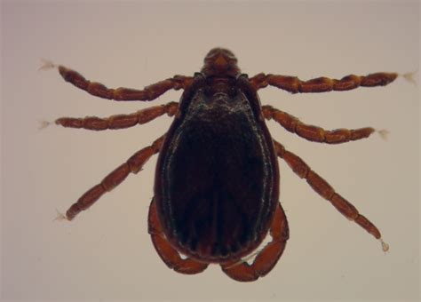 Insect Of The Month July Brown Ear Tick Rhipicephalus