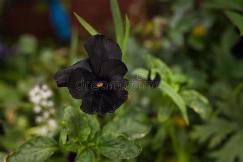 Black Pansy Flower Stock Image Image Of Plant Leaves 53183993