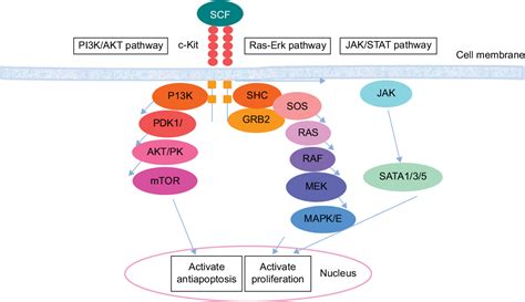 Figure 1 From Receptor Tyrosine Kinase C Kit Inhibitors A Potential