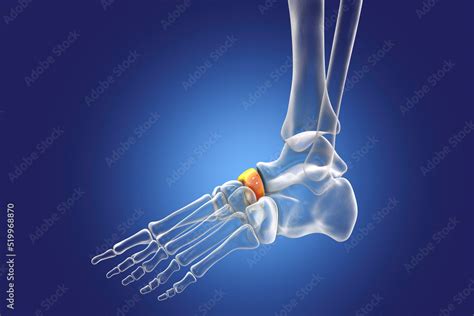 Human Foot Anatomy Navicular Bone Of The Foot Stock Illustration