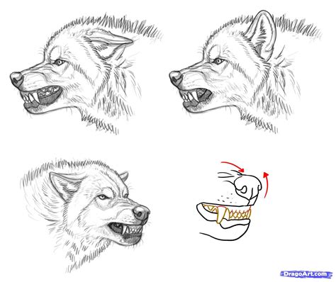 I was trying to draw a scene from our rp but then did this little random thing instead. Three stages of an angry wolf. | Wolf face drawing, Angry ...