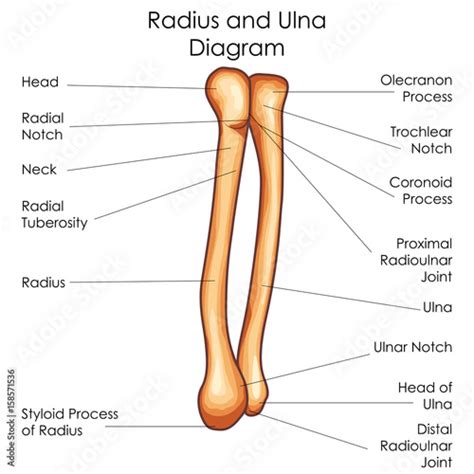 Medical Education Chart Of Biology For Radius And Ulna Diagram Stock