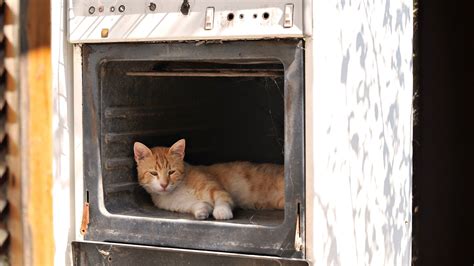 Photograph Of Bi Color Orange Tabby Cat In Oven Hd Wallpaper