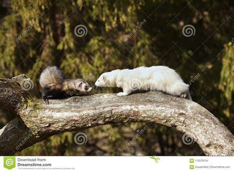 Couple Of Ferrets Sitting On Tree And Enjoying Their Walk And Game In