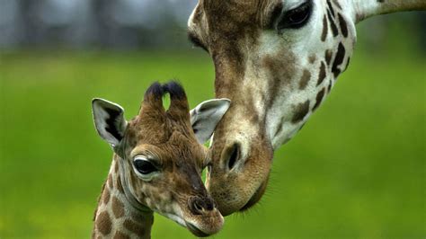 Cute Giraffe Wallpapers Top Free Cute Giraffe Backgrounds