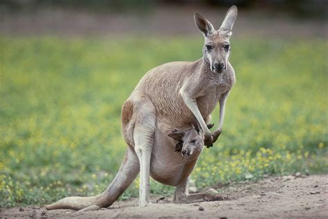 Kangaroo Habitat Behavior And Diet