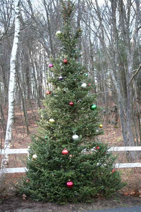 amazing outdoor christmas tree decorations ideas magment