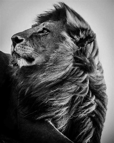 Black And White Wildlife Portraits By Laurent Baheux — Photography Office