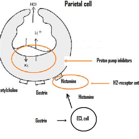The Parietal Cell And The Mechanisms Of Acid Secretion Download