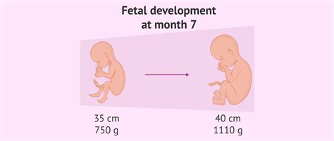 Fetal Development Month 7