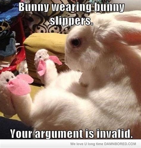 Funny Rabbit Meme