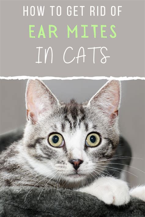 You wouldn't be able to tell if your cat has ear mites just by looking as they are barely visible to human eyes. Ear Mites In Cats Treatment