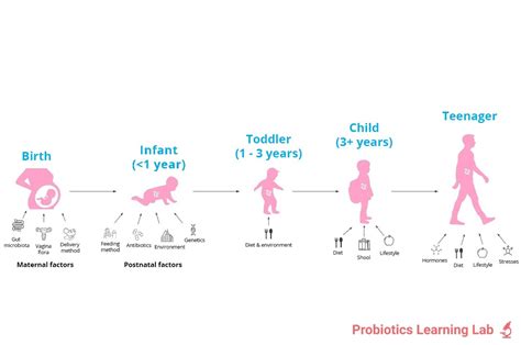 Child Microbiome Dr Kates Guide Probiotics Learning Lab