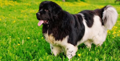 Newfoundland Dog Breed Information Breed Advisor