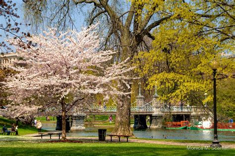 Spring In Boston Public Garden By Monica M Scanlan Redbubble