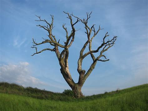 Gnarly Tree I Went To Photograph My Favourite Gnarled Tree Flickr