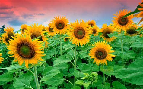 23 Beautiful Sunflower Flowers