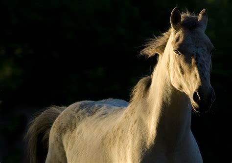 Hd Wallpaper White Horse Nature Animal Equine Pre Domestic