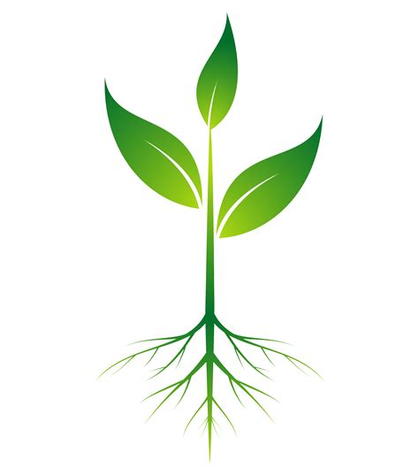 Seed Plant Root Logo Royalty Free Vector Image Hot Sex Picture