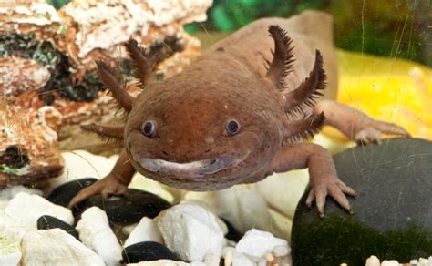 They are as fascinating to scientists as they are to aquarists because they have several unusual traits. Axolotls - Burke's Backyard