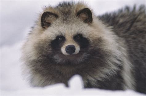 This Creature Looks Just Like A Raccoon Dog Hybrid Aol News