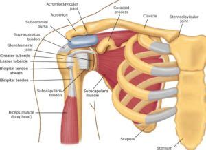The shoulder joint is the connection between the chest and the upper extremity. What is shoulder bursitis and what can I do about it ...