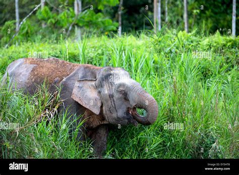 Borneo Pygmy Elephant Sabah Malaysia Kinabatangan River Bank Stock
