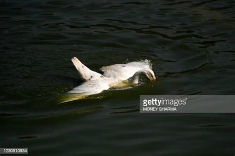 Dead Goose Photos And Premium High Res Pictures Getty Images