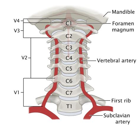 cervical spine with both vertebral arteries in transv