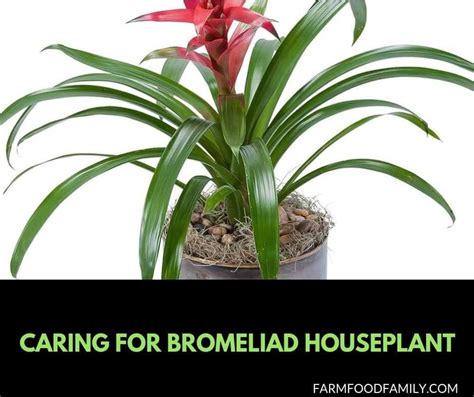 Bromeliad Plant Care How To Grow Bromeliad The Right Way Bromeliads