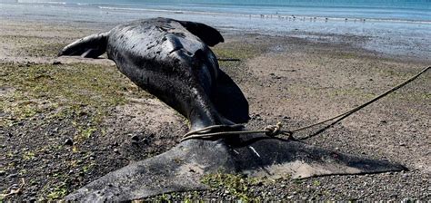 Scientists Worried By Spate Of Península Valdés Whale Deaths Buenos Aires Times