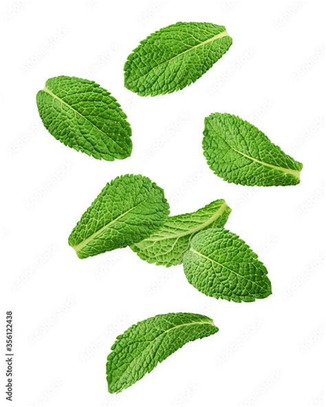 Falling Mint Leaves Spearmint Isolated On White Background Clipping