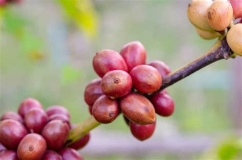 Popular types of arabica coffee include: Where Do Coffee Beans Come From? Full Process From A To Z ...