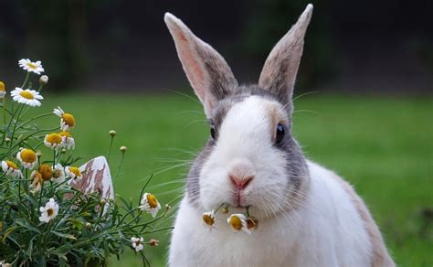 Características De Los Conejos Comportamiento Y Cuidados