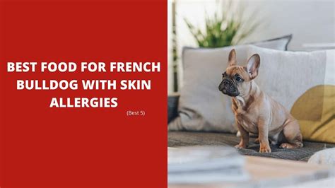5 Best Food For French Bulldog With Skin Allergies 2024 Dog Fluffy