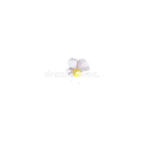 White Flowers With A Yellow Center Bush Of White Flowers Stock