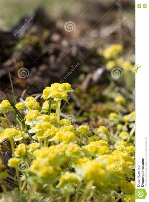 Yellow Mountain Flowers Stock Image Image Of Meadows Black 762863