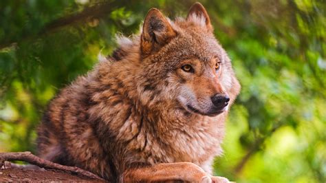 Animal Wolf Is Sitting In A Background Of Green Trees 4k Hd Animals