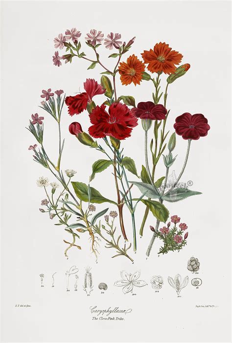 Elizabeth Twining Natural Order Of Plants 1849