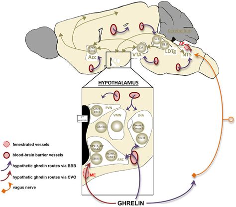 access of ghrelin signal to its neuronal targets this schema download scientific diagram