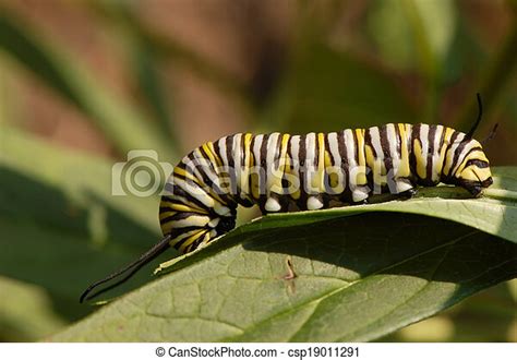 Monarch Caterpillar Eating A Monarch Butterfly Danaus Plexippus