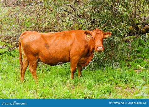 Cow In Meadow Rural Composition Cows Grazing In The Meadow Cows Volyn Meat Limousine