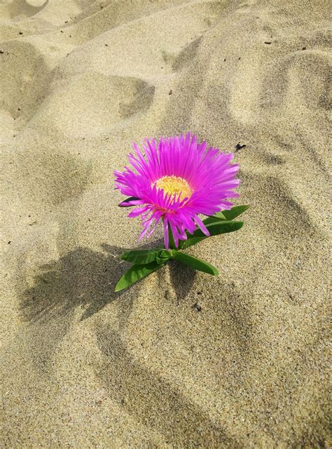 Flower Sand Beach Free Photo On Pixabay