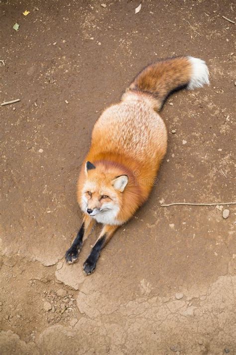 Lovely Fox Sitting Outside Stock Image Image Of Asia